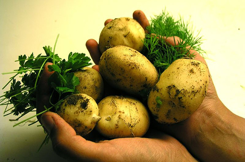 pictures of potatoes