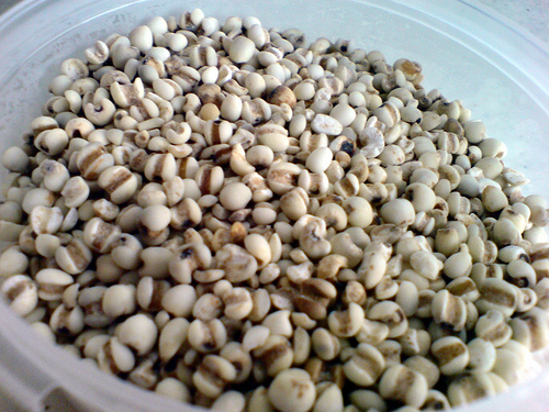 Coix seeds