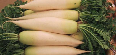daikon image