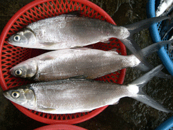 milkfish
