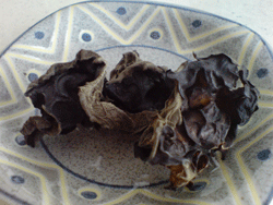 wood ear fungus